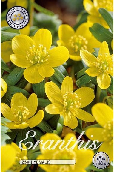 Snowflake Hyemalis 25-pakning